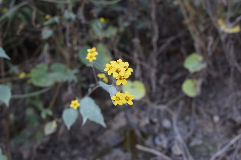 Hymenostephium cordatum photo 5