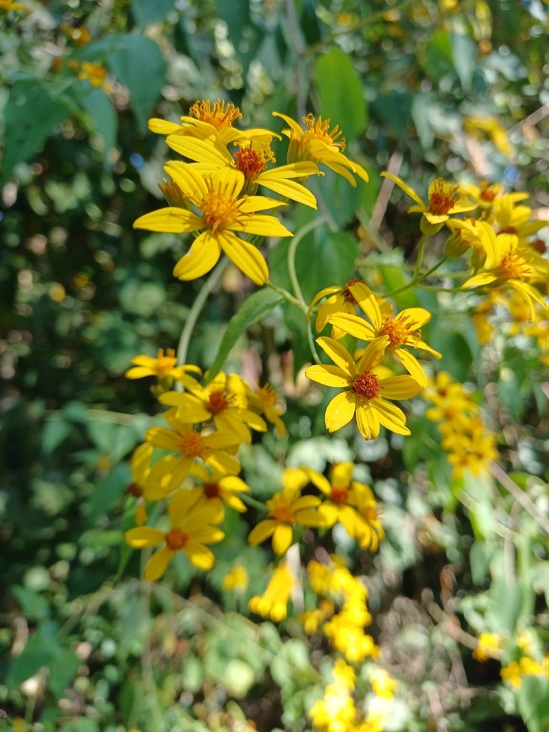 Hymenostephium cordatum photo 6