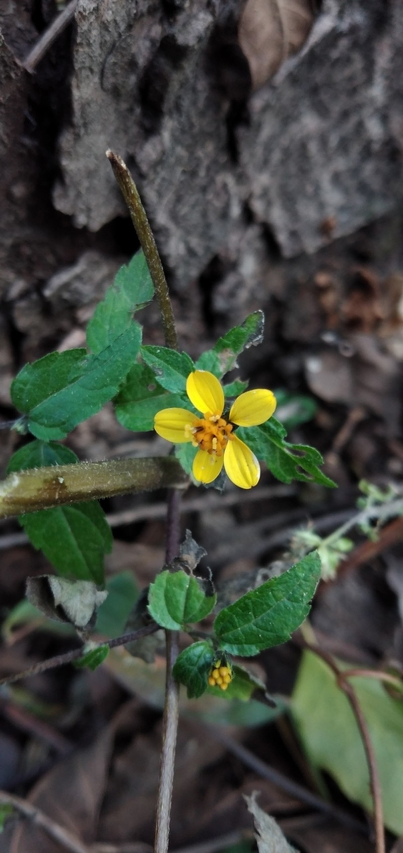 Hymenostephium debile