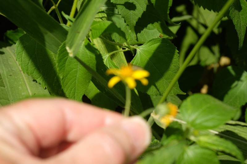 Hymenostephium debile photo 2