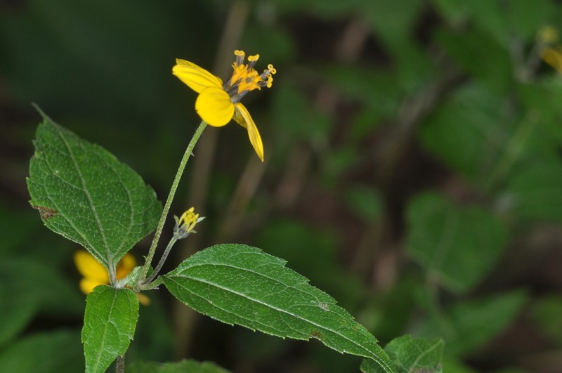 Hymenostephium debile photo 3