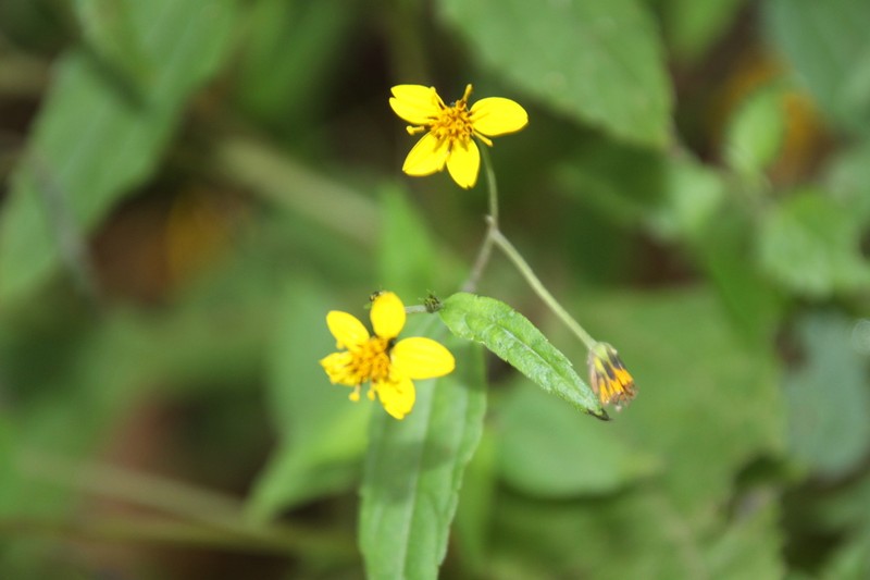 Hymenostephium debile photo 7