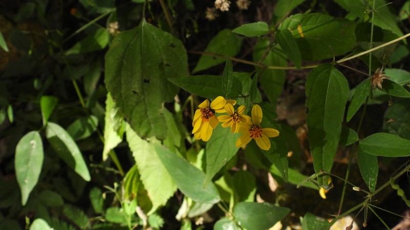 Hymenostephium debile photo 8