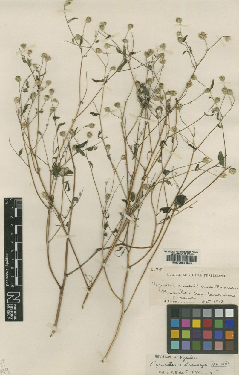 Hymenostephium gracillimum