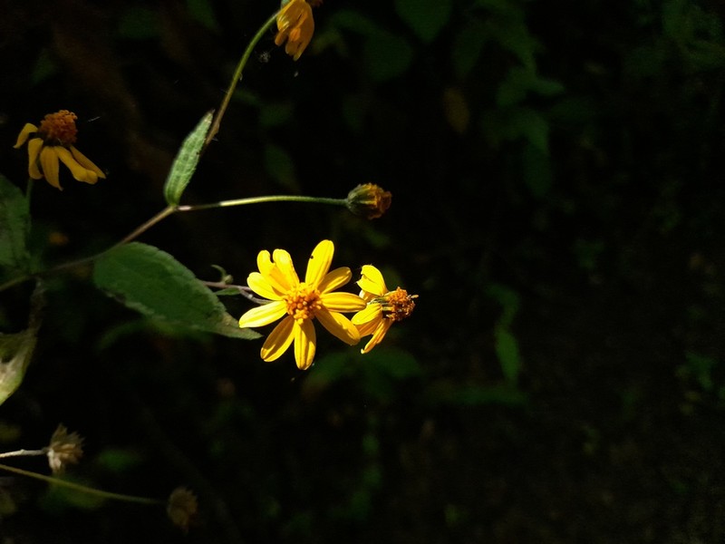 Hymenostephium lepidostephanum