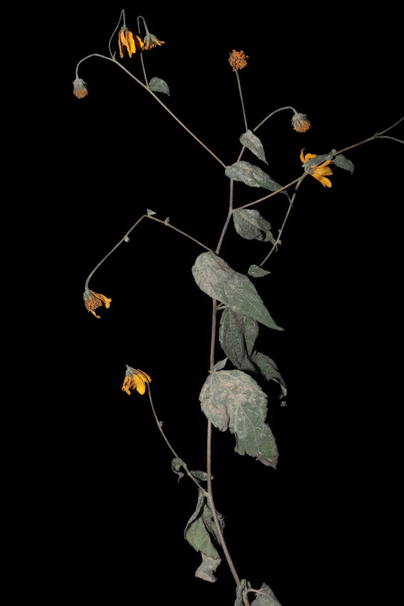Hymenostephium lepidostephanum photo 2