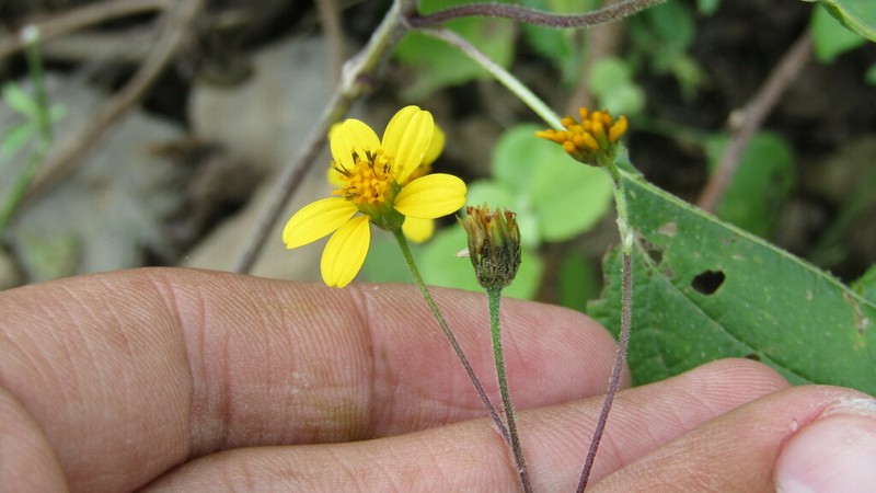 Hymenostephium lepidostephanum photo 3