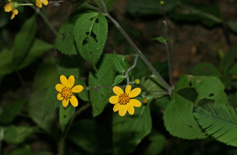 Hymenostephium mucronatum photo 2
