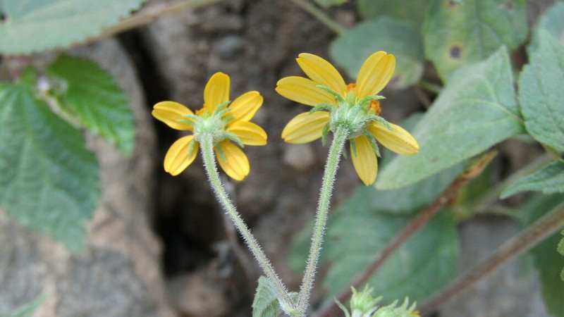 Hymenostephium mucronatum photo 3