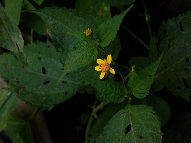 Hymenostephium mucronatum photo 4