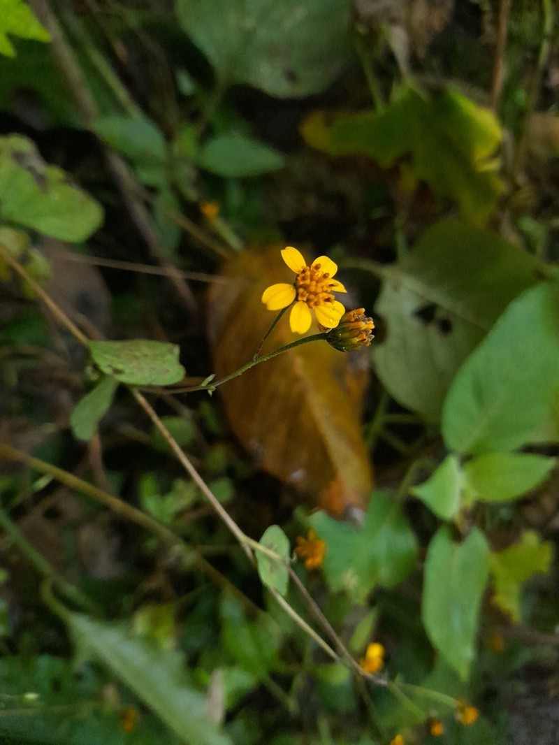Hymenostephium mucronatum photo 6