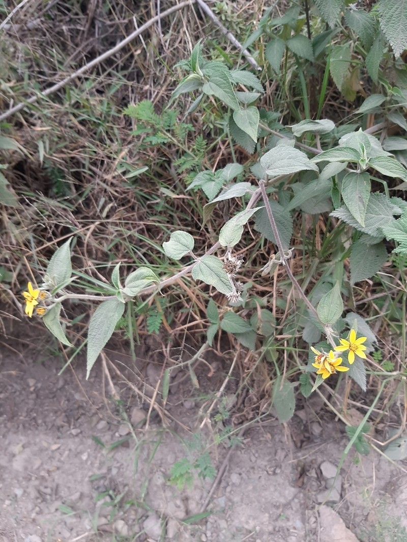 Hymenostephium quitensis photo 2