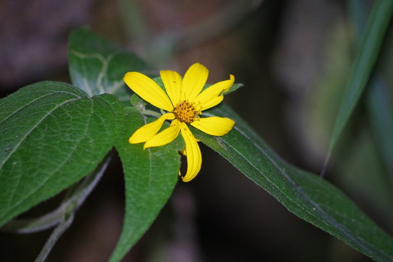 Hymenostephium quitensis photo 3