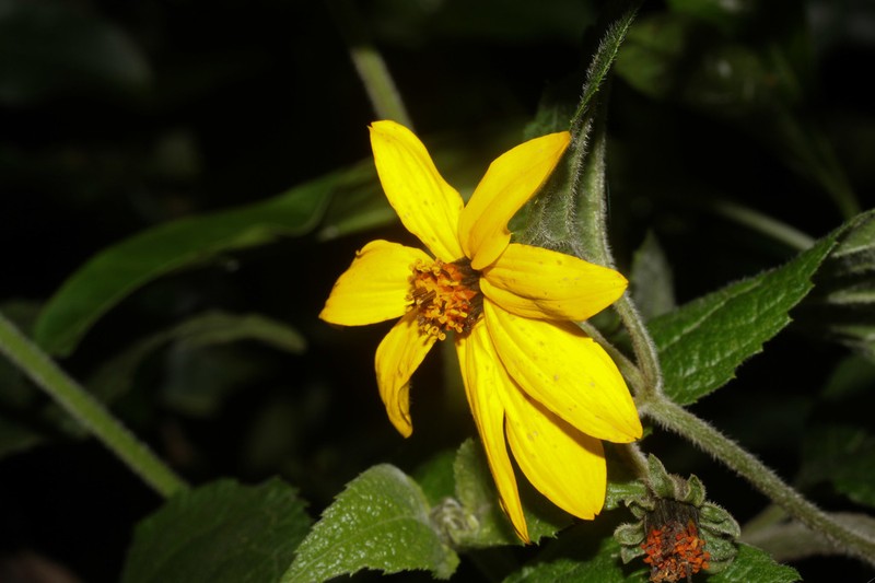 Hymenostephium quitensis photo 4