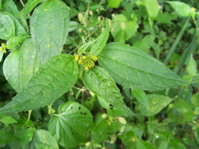 Hymenostephium rivularis photo 2