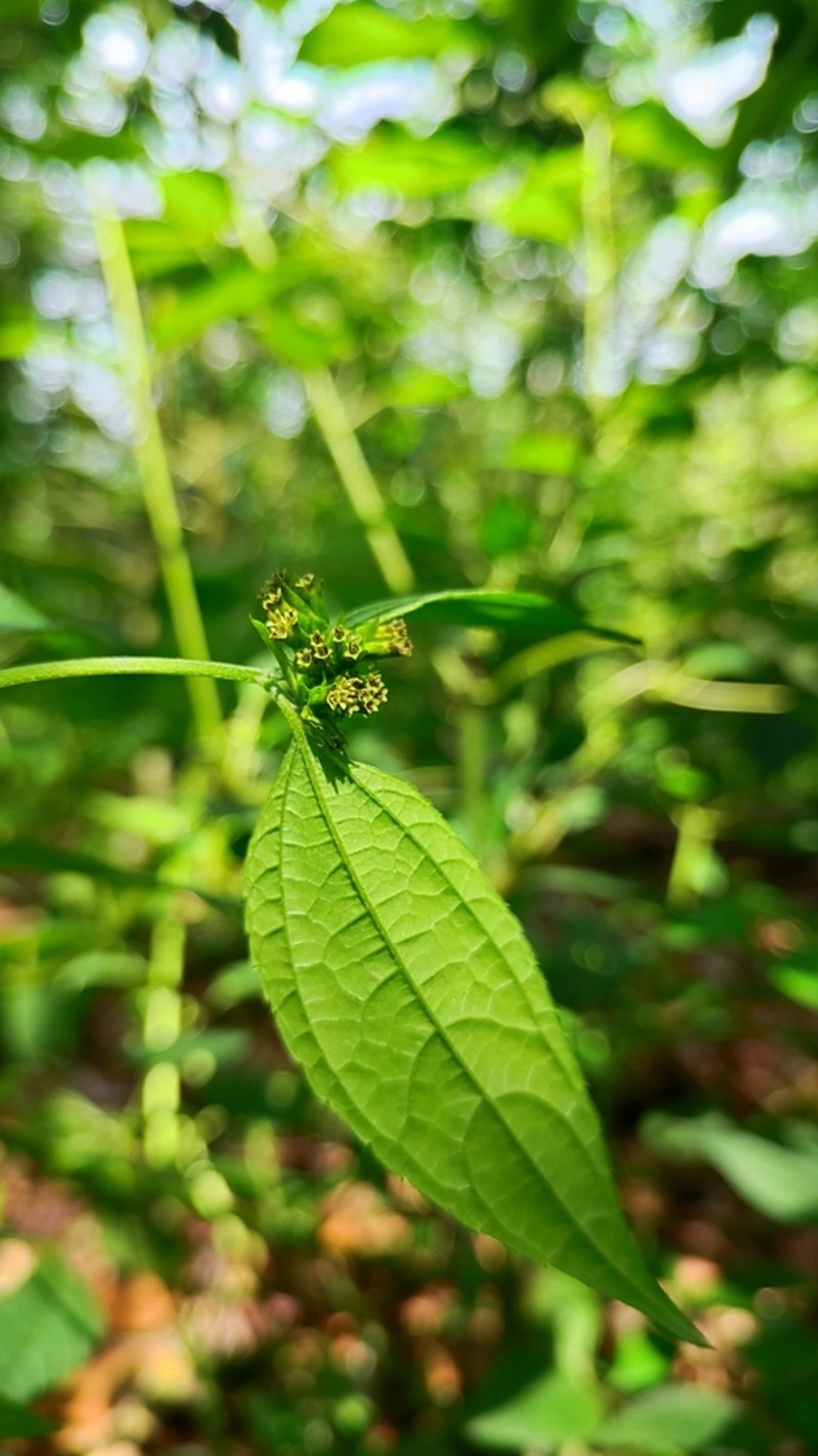 Hymenostephium rivularis photo 3