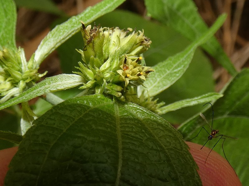 Hymenostephium rivularis photo 4