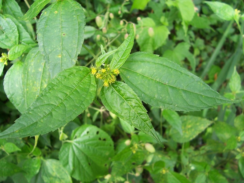 Hymenostephium rivularis photo 5