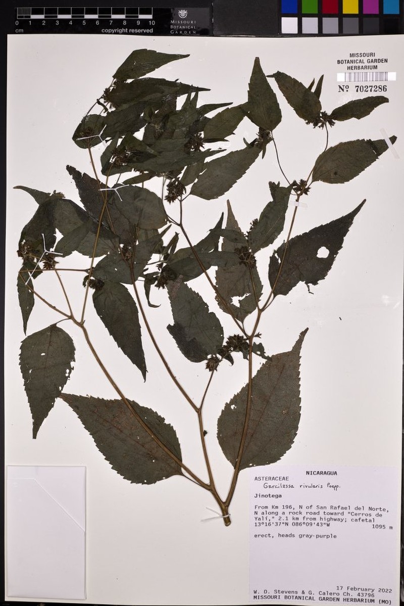 Hymenostephium rivularis photo 6