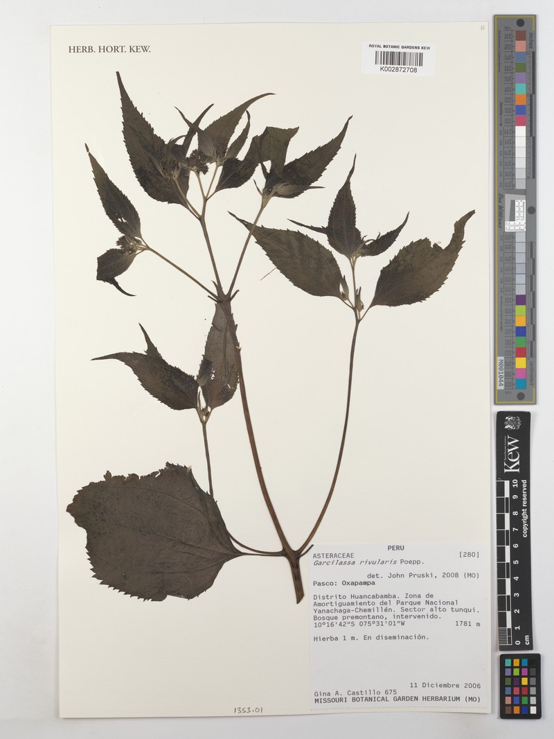 Hymenostephium rivularis photo 7