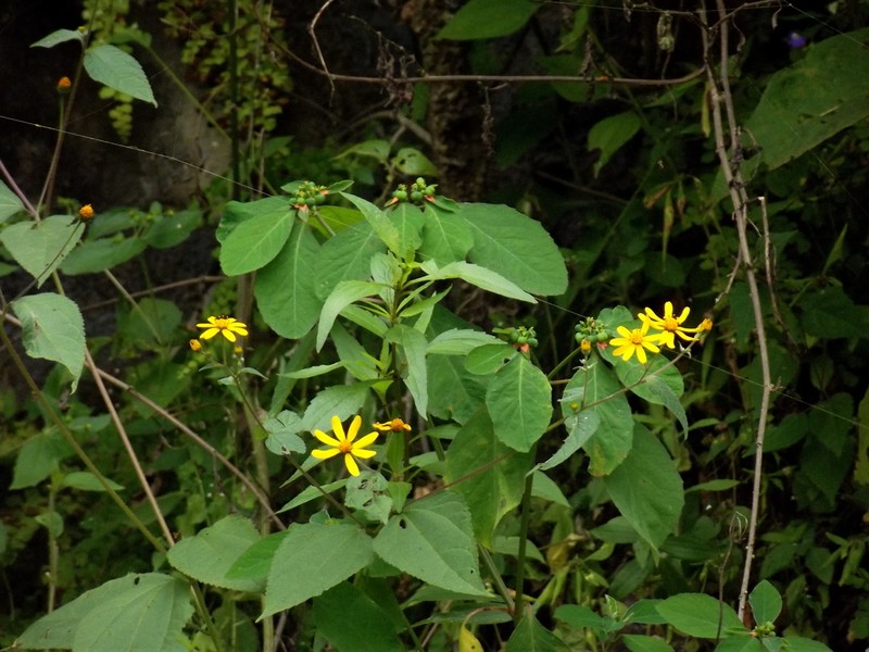 Hymenostephium rudbeckioides