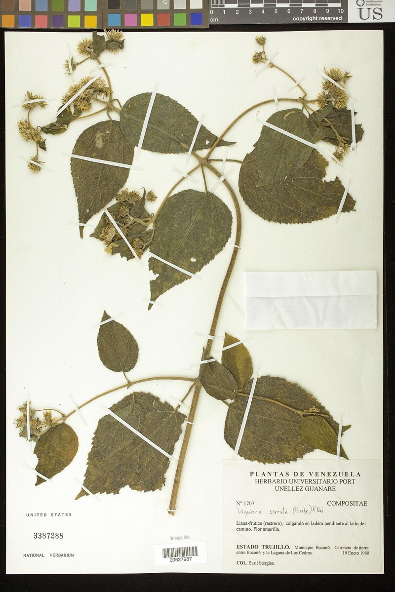 Hymenostephium serratum