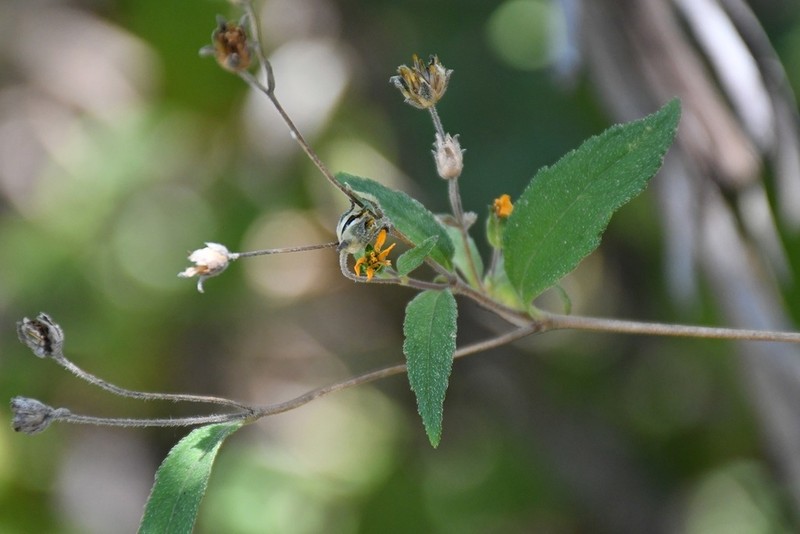 Hymenostephium tenue photo 6