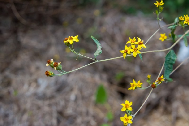Hymenostephium uniseriatum photo 2