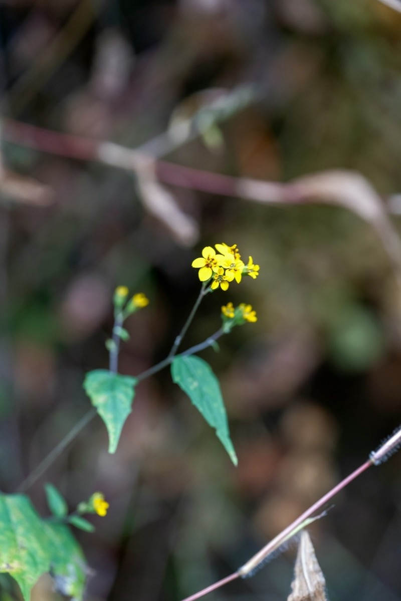 Hymenostephium uniseriatum photo 4