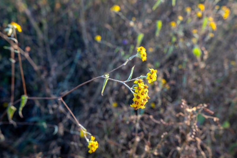 Hymenostephium uniseriatum photo 5