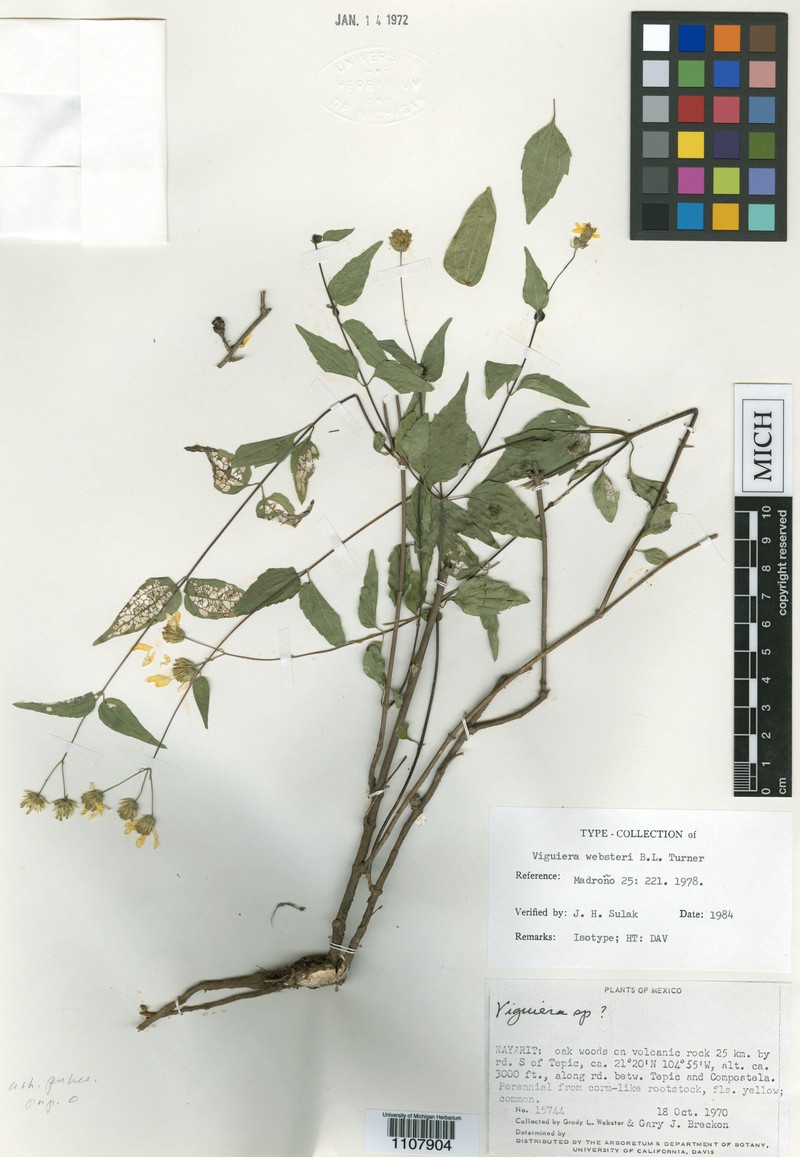 Hymenostephium websteri photo 2