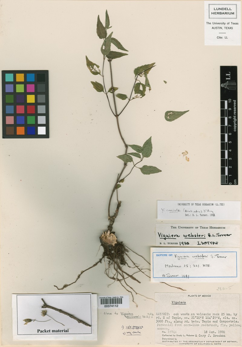 Hymenostephium websteri photo 3