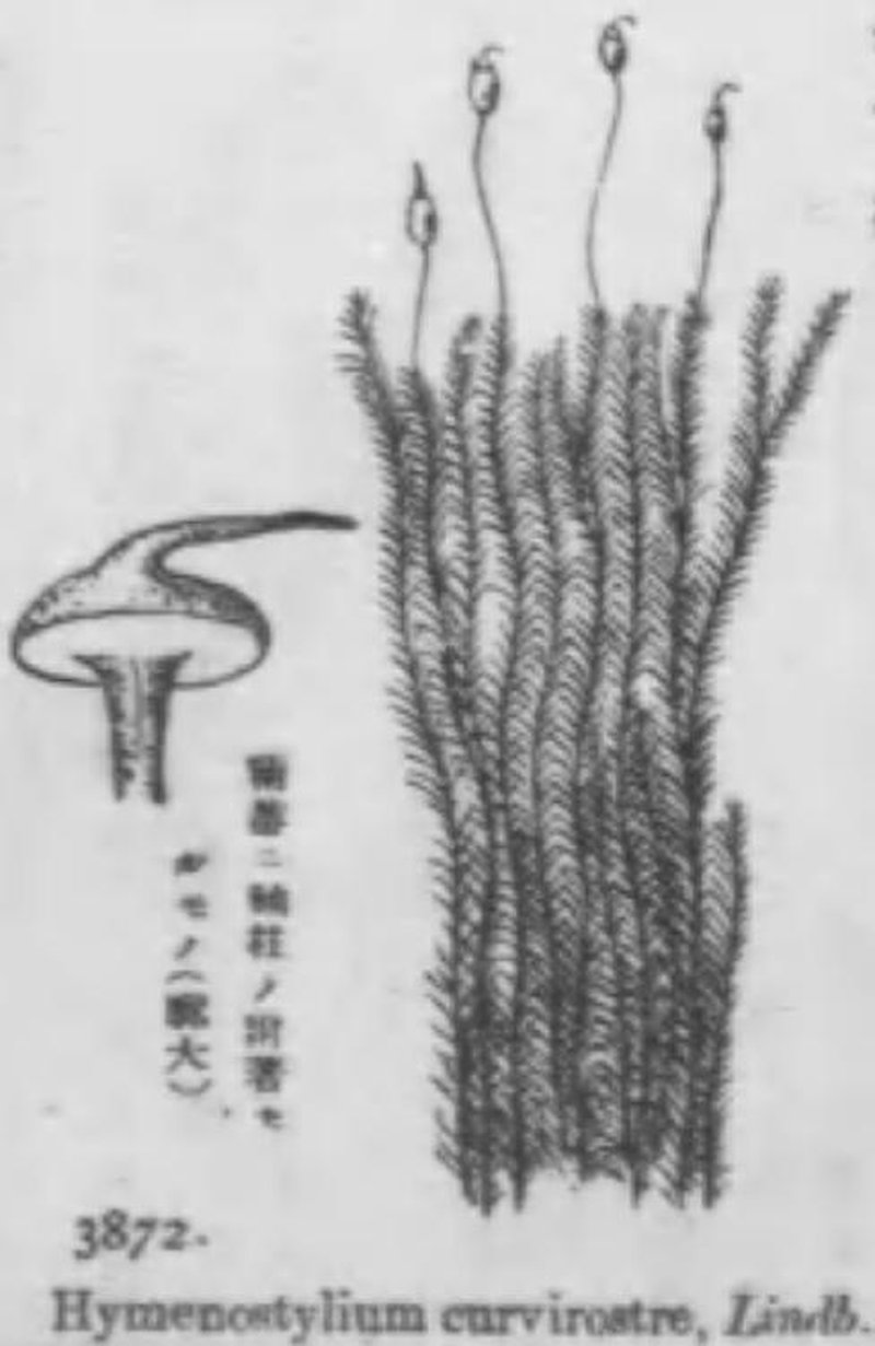 Hymenostylium Moss
