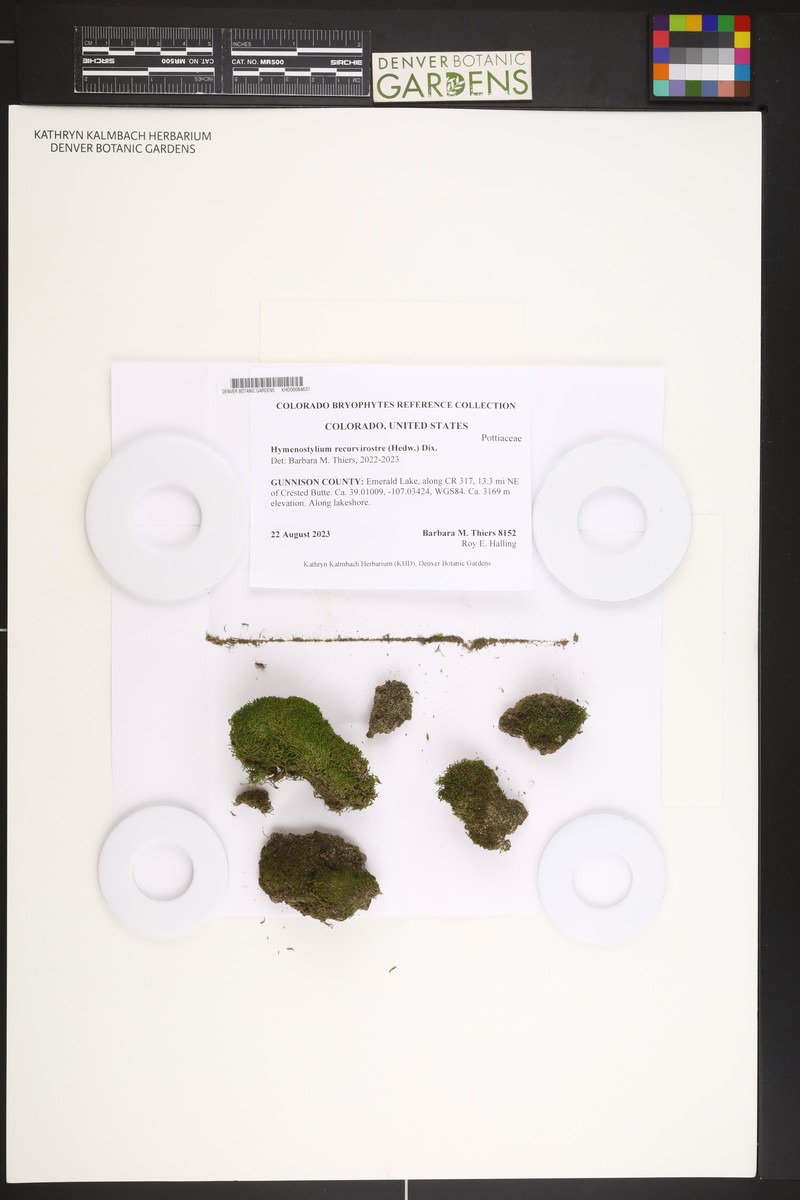 Hymenostylium Moss photo 2