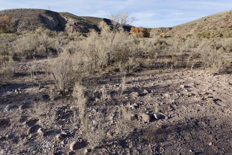 Trans-Pecos Thimblehead photo 3