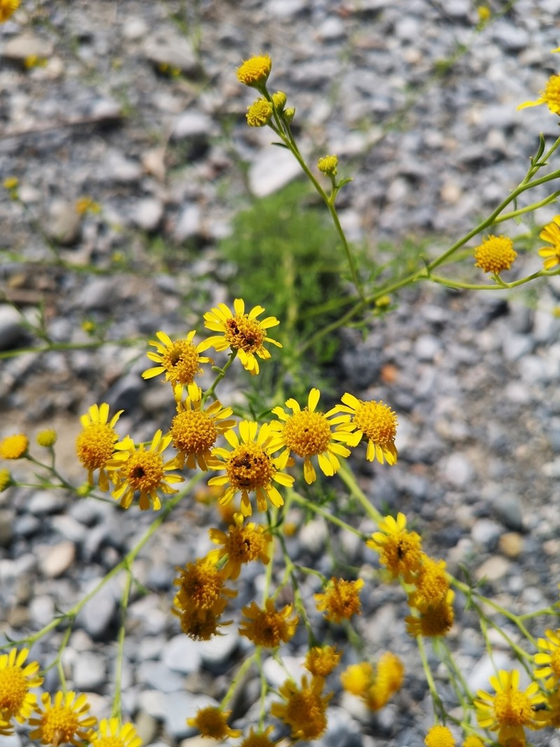 Hymenothrix autumnalis
