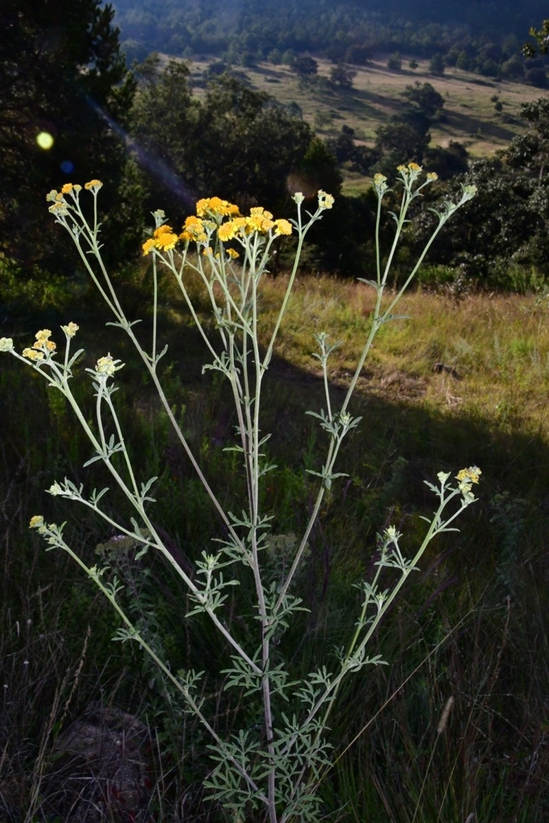 Hymenothrix autumnalis photo 2