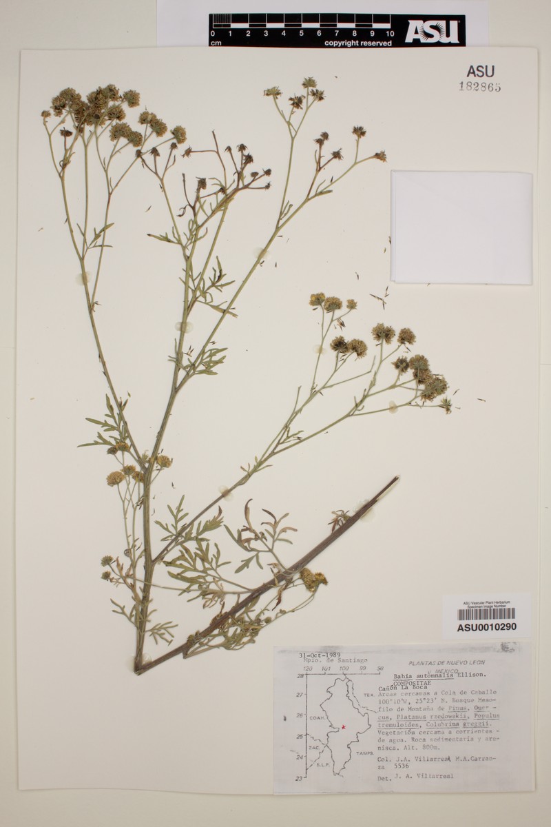 Hymenothrix autumnalis photo 4