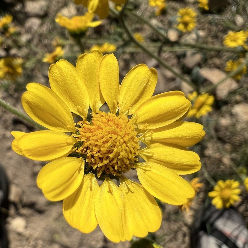 Ragleaf Bahia