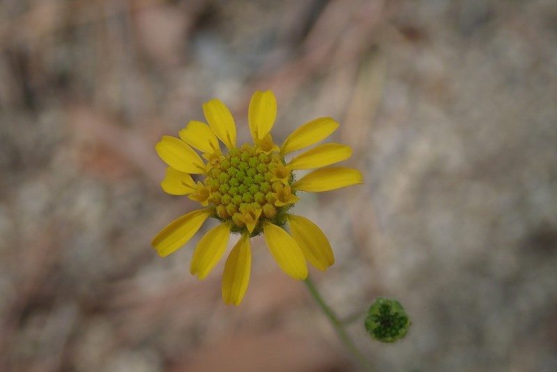 Ragleaf Bahia photo 2