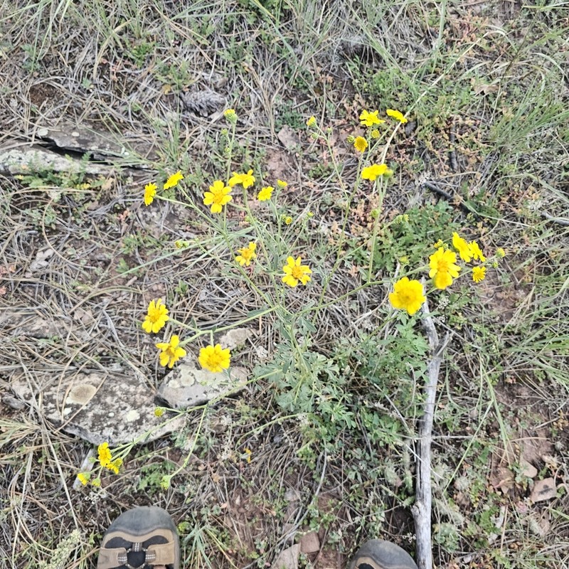 Ragleaf Bahia photo 6
