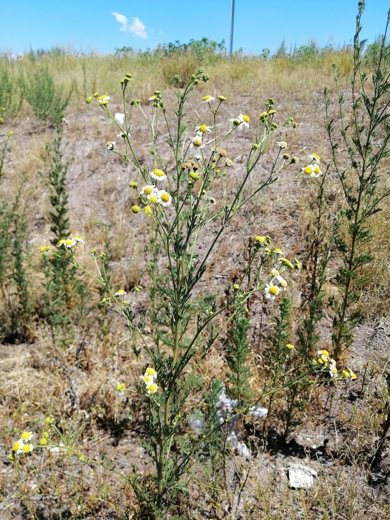 Hymenothrix glandulopubescens