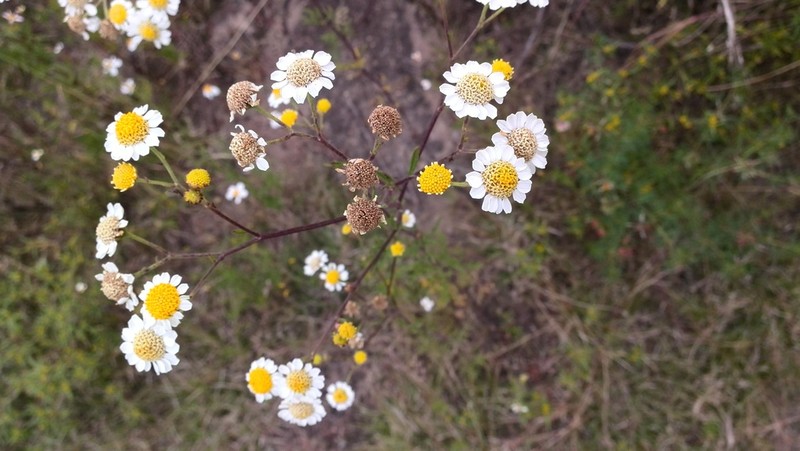 Hymenothrix glandulopubescens photo 2