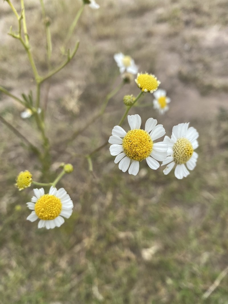 Hymenothrix glandulopubescens photo 3