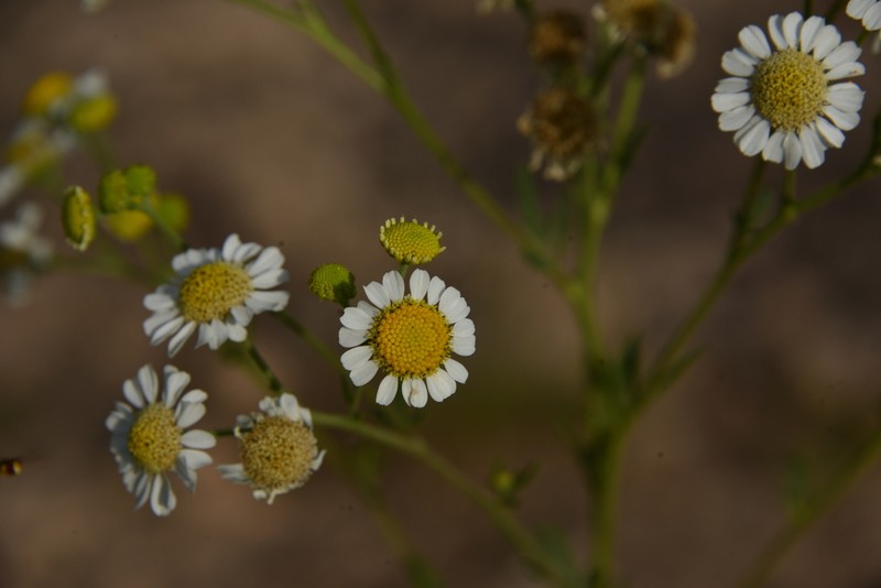Hymenothrix glandulopubescens photo 4