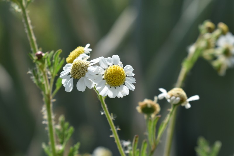 Hymenothrix glandulopubescens photo 5