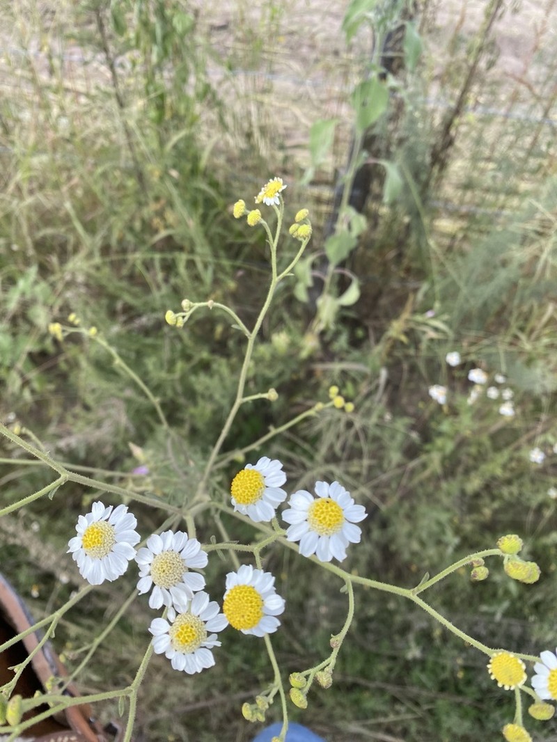 Hymenothrix glandulopubescens photo 6