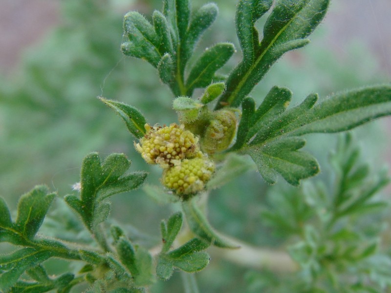 Hymenothrix glandulopubescens photo 7
