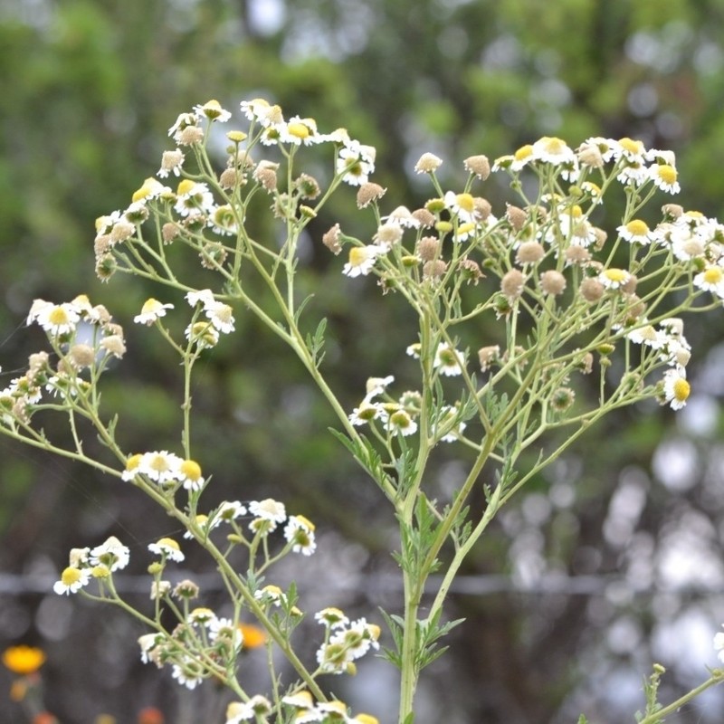 Hymenothrix glandulopubescens photo 8