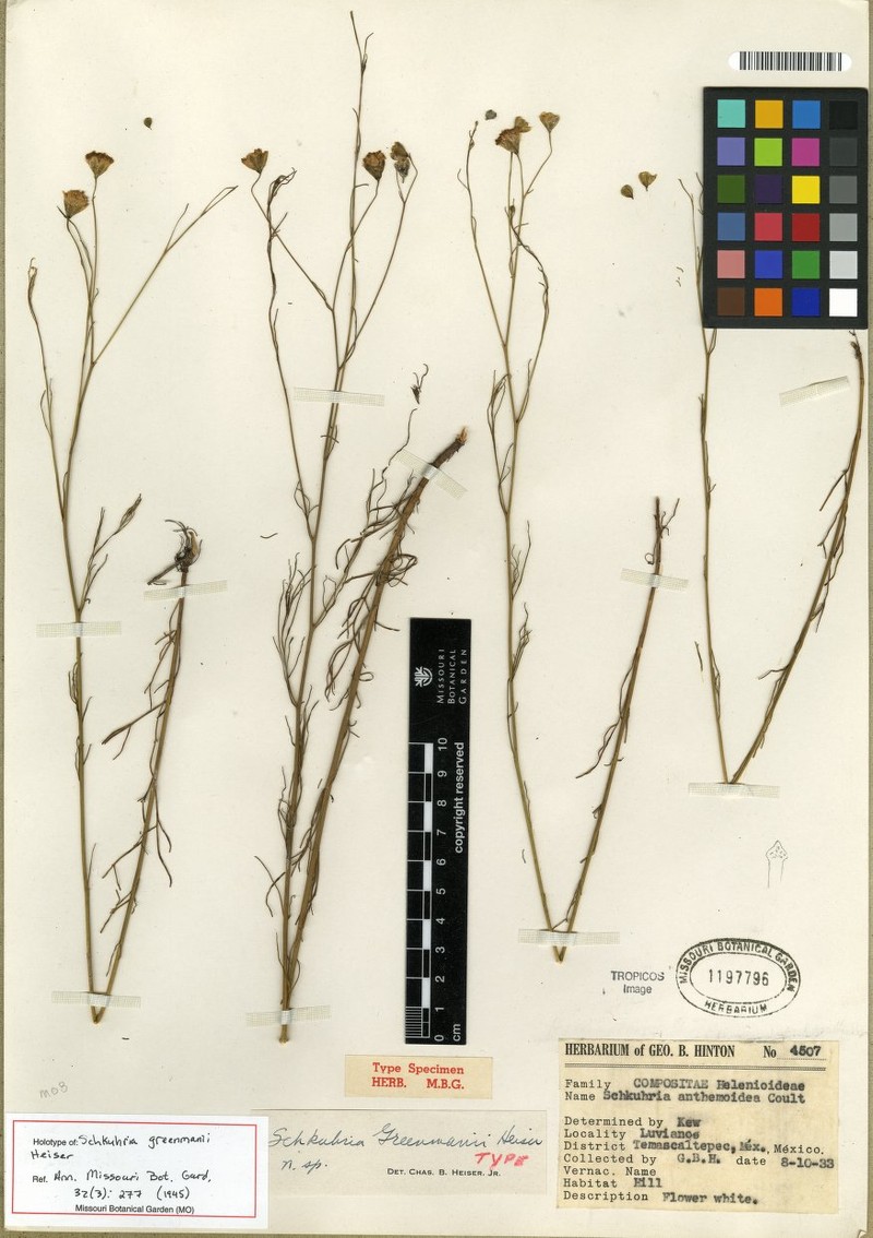 Hymenothrix greenmanii